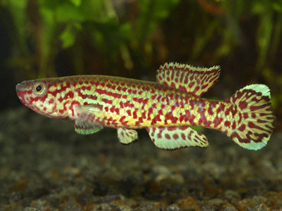 Fundulopanchax gardneri mamfensis Fundulopanchax gardneri mamfensis